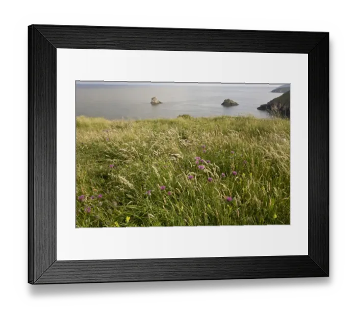 Framed Print : Greater Knapweed (Centaurea scabiosa) flowering, growing on clifftop grassland habitat, Berry Head N. N. R Framed Print : Greater Knapweed (Centaurea scabiosa) flowering, growing on clifftop grassland habitat, Berry Head N. N. R
