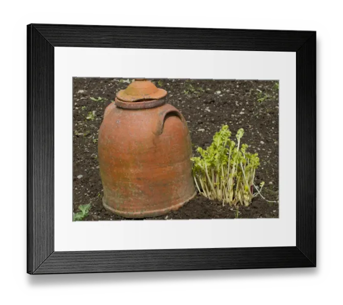 Framed Print : Sea Kale (Crambe maritima) forced stems, growing beside terracotta forcing pot in vegetable garden, Herefordshire Framed Print : Sea Kale (Crambe maritima) forced stems, growing beside terracotta forcing pot in vegetable garden, Herefordshire