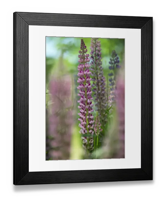 Framed Print : Cultivated Lupin (Lupinus sp. ) flowering, Sweden, june Framed Print : Cultivated Lupin (Lupinus sp. ) flowering, Sweden, june