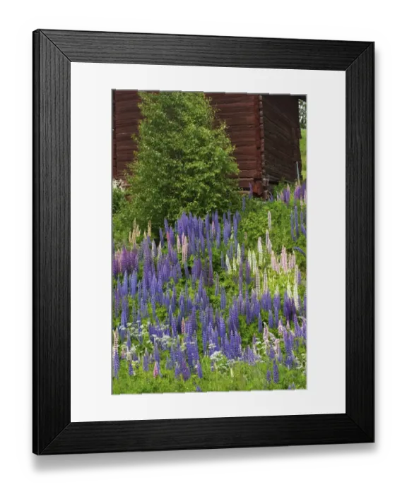 Framed Print : Cultivated Lupin (Lupinus sp. ) flowering mass, growing beside old barn, Flyn, Angermanland, Sweden, June Framed Print : Cultivated Lupin (Lupinus sp. ) flowering mass, growing beside old barn, Flyn, Angermanland, Sweden, June