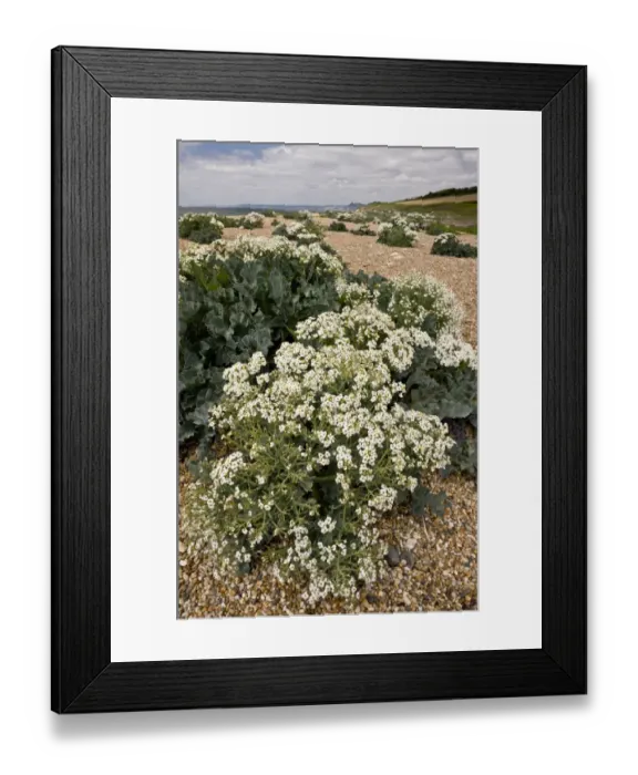 Framed Print : Sea Kale (Crambe maritima) flowering mass, growing on shingle bank, Cogden Beach, Chesil Beach, Dorset, England, June Framed Print : Sea Kale (Crambe maritima) flowering mass, growing on shingle bank, Cogden Beach, Chesil Beach, Dorset, England, June