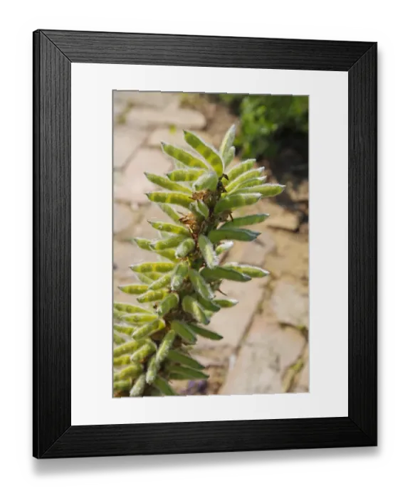 Framed Print : Cultivated Lupin (Lupinus sp. ) close-up of seedpods, in garden, Bacton, Suffolk, England, July Framed Print : Cultivated Lupin (Lupinus sp. ) close-up of seedpods, in garden, Bacton, Suffolk, England, July