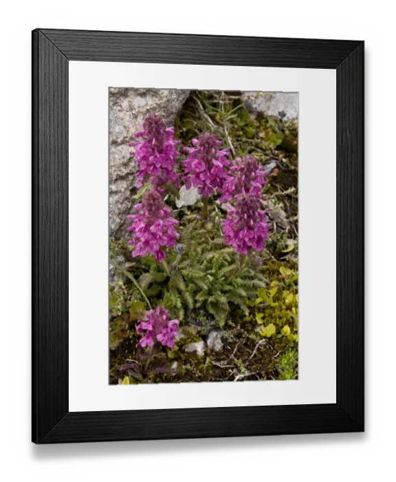 Framed Print : Verticillate Lousewort (Pedicularis verticillata) flowering, French Alps, France, July Framed Print : Verticillate Lousewort (Pedicularis verticillata) flowering, French Alps, France, July