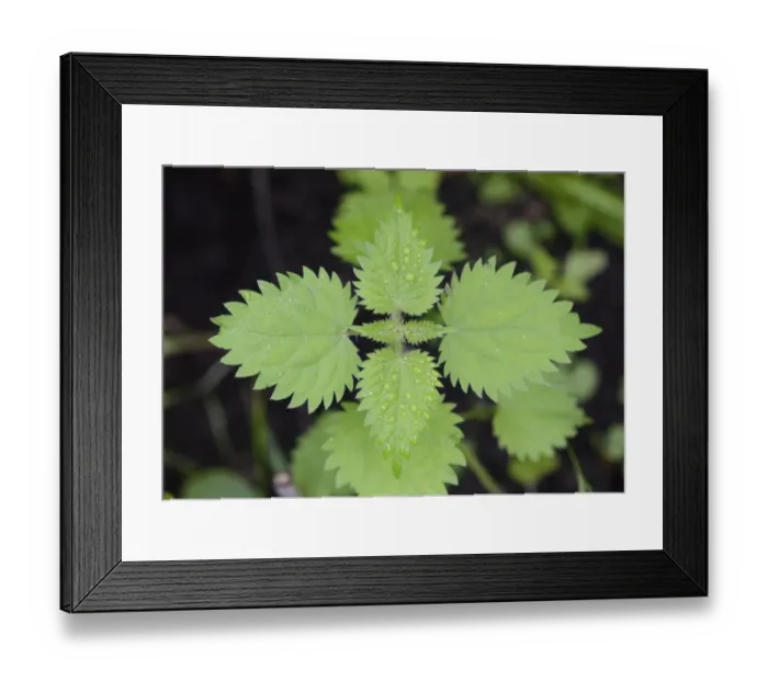 Framed Print : Stinging Nettle (Urtica dioica) close-up of leaves with waterdrops, Chipping, Lancashire, England, August Framed Print : Stinging Nettle (Urtica dioica) close-up of leaves with waterdrops, Chipping, Lancashire, England, August