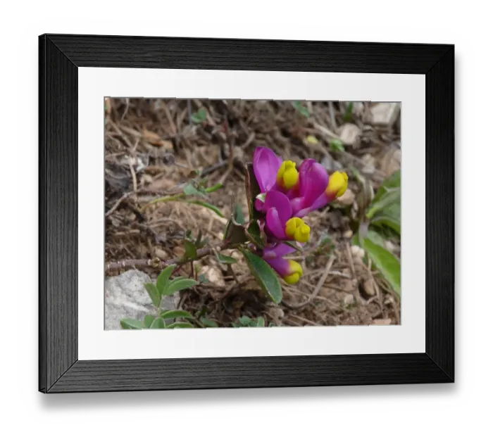 Framed Print : Shrubby Milkwort (Polygala chamaebuxus) purple form, flowering, growing on roadside verge, Dolomites, Italian Alps Framed Print : Shrubby Milkwort (Polygala chamaebuxus) purple form, flowering, growing on roadside verge, Dolomites, Italian Alps