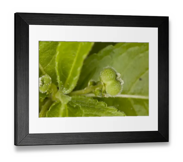 Framed Print : Dogs Mercury (Mercurialis perennis) close-up of developing fruit, growing in woodland, Dorset, England, May Framed Print : Dogs Mercury (Mercurialis perennis) close-up of developing fruit, growing in woodland, Dorset, England, May