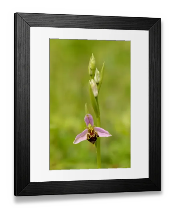 Framed Print : Bee Orchid (Ophrys apifera) close-up of flower and flowerbuds, Oxfordshire, Engalnd, June