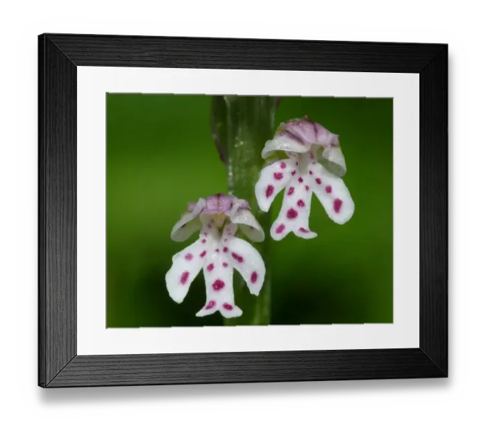 Framed Print : Burnt Orchid (Orchis ustulata) close-up of flowers, Dolomites, Italian Alps, Italy, June Framed Print : Burnt Orchid (Orchis ustulata) close-up of flowers, Dolomites, Italian Alps, Italy, June