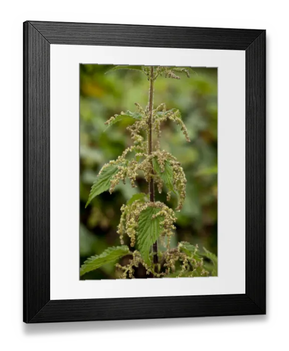 Framed Print : Stinging Nettle (Urtica dioica) close-up of flowers, Spain, June Framed Print : Stinging Nettle (Urtica dioica) close-up of flowers, Spain, June