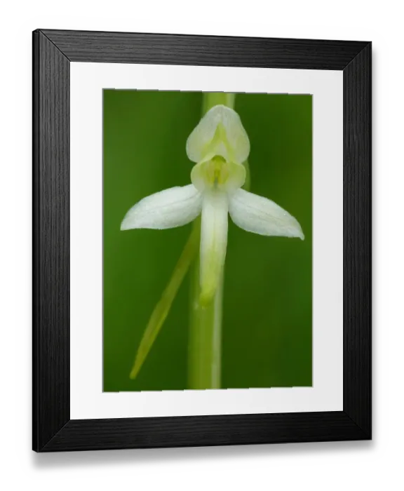 Framed Print : Lesser Butterfly Orchid (Platanthera bifolia) close-up of flower, Dolomites, Italian Alps, Italy, June Framed Print : Lesser Butterfly Orchid (Platanthera bifolia) close-up of flower, Dolomites, Italian Alps, Italy, June