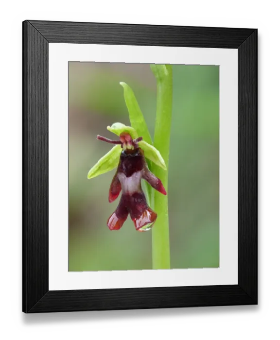 Framed Print : Fly Orchid (Ophrys insectifera) close-up of flower with raindrops, Dolomites, Italian Alps, Italy, June Framed Print : Fly Orchid (Ophrys insectifera) close-up of flower with raindrops, Dolomites, Italian Alps, Italy, June