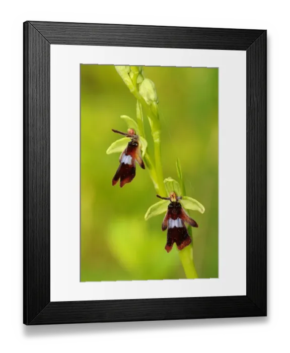 Framed Print : Fly Orchid (Ophrys insectifera) close-up of flowers, Buckinghamshire, England, May Framed Print : Fly Orchid (Ophrys insectifera) close-up of flowers, Buckinghamshire, England, May