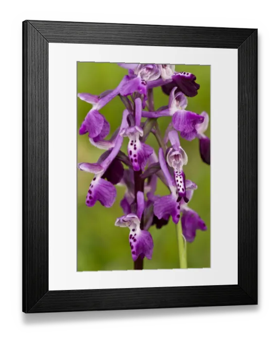Framed Print : Long-spurred Orchid (Anacamptis longicornu) close-up of flowers, Sardinia, Italy, April Framed Print : Long-spurred Orchid (Anacamptis longicornu) close-up of flowers, Sardinia, Italy, April