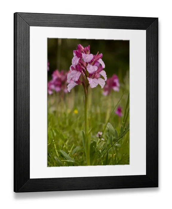 Framed Print : Pink Butterfly Orchid (Orchis papilionacea) flowering, Sardinia, Italy, April Framed Print : Pink Butterfly Orchid (Orchis papilionacea) flowering, Sardinia, Italy, April