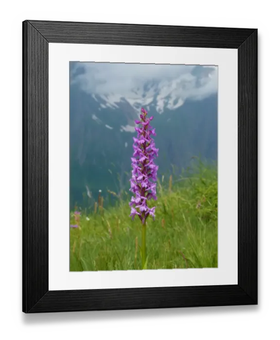 Framed Print : Fragrant Orchid (Gymnadenia conopsea) flowering, growing in mountain habitat, Italian Alps, Italy, July Framed Print : Fragrant Orchid (Gymnadenia conopsea) flowering, growing in mountain habitat, Italian Alps, Italy, July