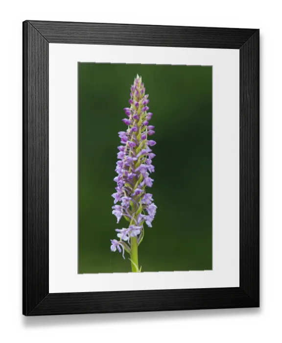 Framed Print : Fragrant Orchid (Gymnadenia conopsea) close-up of flowerspike, Kent, England, June Framed Print : Fragrant Orchid (Gymnadenia conopsea) close-up of flowerspike, Kent, England, June