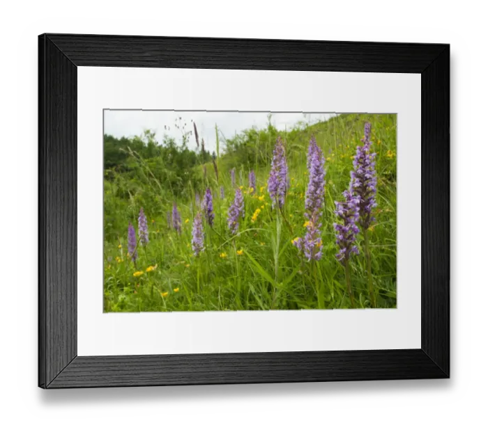 Framed Print : Fragrant Orchid (Gymnadenia conopsea) flowerspikes, group growing amongst grass on slope, Kent, England, June Framed Print : Fragrant Orchid (Gymnadenia conopsea) flowerspikes, group growing amongst grass on slope, Kent, England, June
