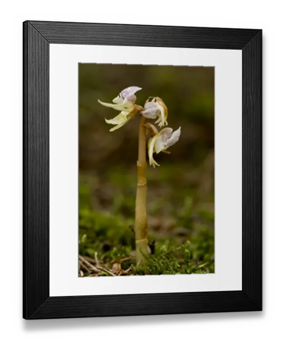 Framed Print : Ghost Orchid (Epipogium aphyllum) flowering, growing in deep shade woodland, Bavaria, Germany, July Framed Print : Ghost Orchid (Epipogium aphyllum) flowering, growing in deep shade woodland, Bavaria, Germany, July