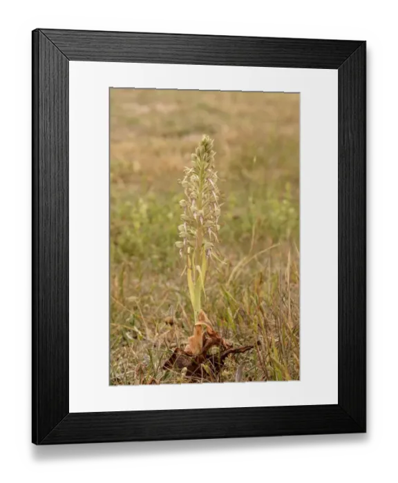 Framed Print : Lizard Orchid (Himantoglossum hircinum) flowerspike, Kent, England, June