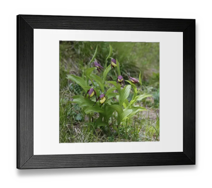 Framed Print : Yellow Ladys Slipper Orchid (Cypripedium calceolus) flowering, Dolomites, Italian Alps, Italy, June