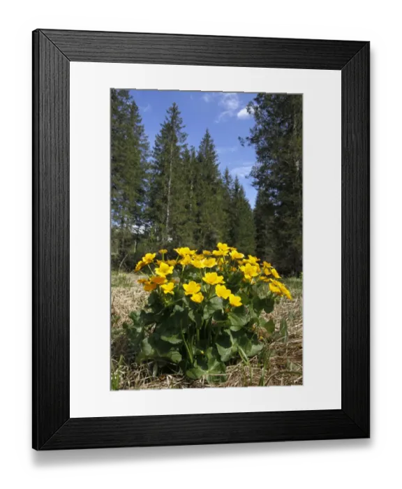 Framed Print : Marsh Marigold (Caltha palustris) flowering, growing in marsh at woodland edge, Dolomites, Italian Alps, Italy, June Framed Print : Marsh Marigold (Caltha palustris) flowering, growing in marsh at woodland edge, Dolomites, Italian Alps, Italy, June