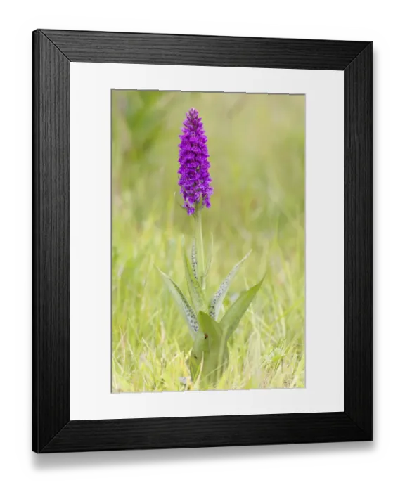 Framed Print : Northern Marsh Orchid (Dactylorhiza majalis purpurella) flowerspike, with spotted leaves, Berwickshire Framed Print : Northern Marsh Orchid (Dactylorhiza majalis purpurella) flowerspike, with spotted leaves, Berwickshire