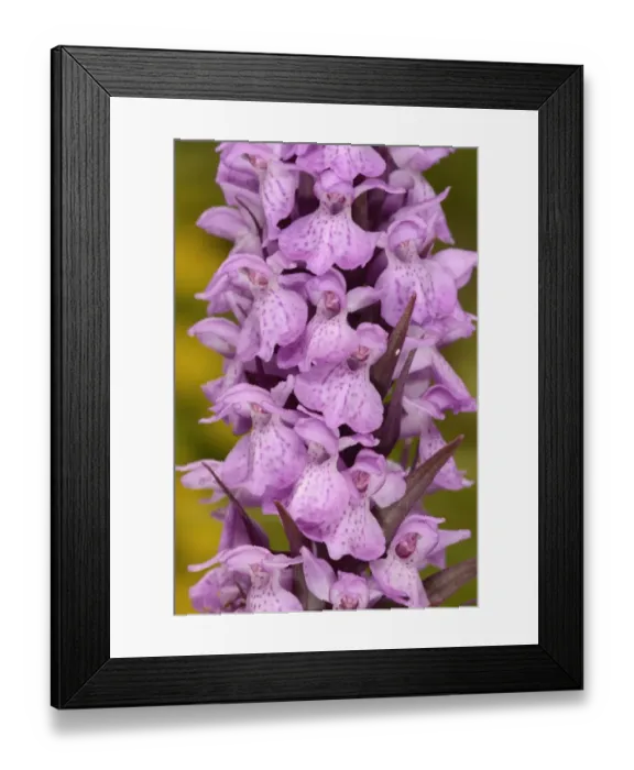 Framed Print : Southern Marsh Orchid (Dactylorhiza praetermissa) close-up of flowerspike, Sandwich Bay, Kent, England, June Framed Print : Southern Marsh Orchid (Dactylorhiza praetermissa) close-up of flowerspike, Sandwich Bay, Kent, England, June