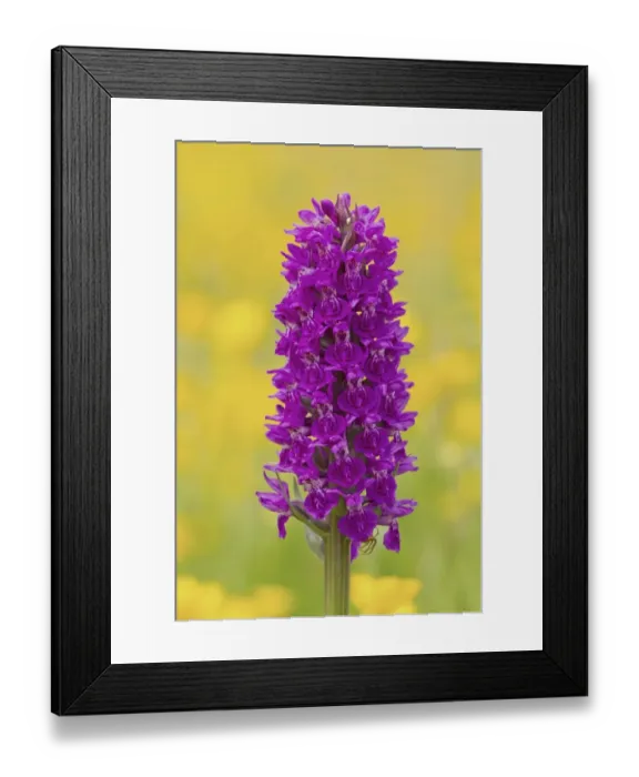 Framed Print : Northern Marsh Orchid (Dactylorhiza majalis purpurella) close-up of flowerspike, growing amongst buttercups Framed Print : Northern Marsh Orchid (Dactylorhiza majalis purpurella) close-up of flowerspike, growing amongst buttercups