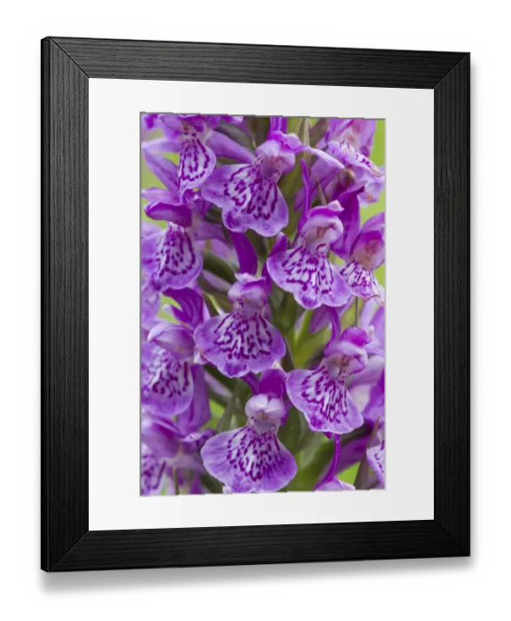 Framed Print : Northern Marsh Orchid (Dactylorhiza majalis purpurella) close-up of flowers, Berwickshire, Scottish Borders, Scotland