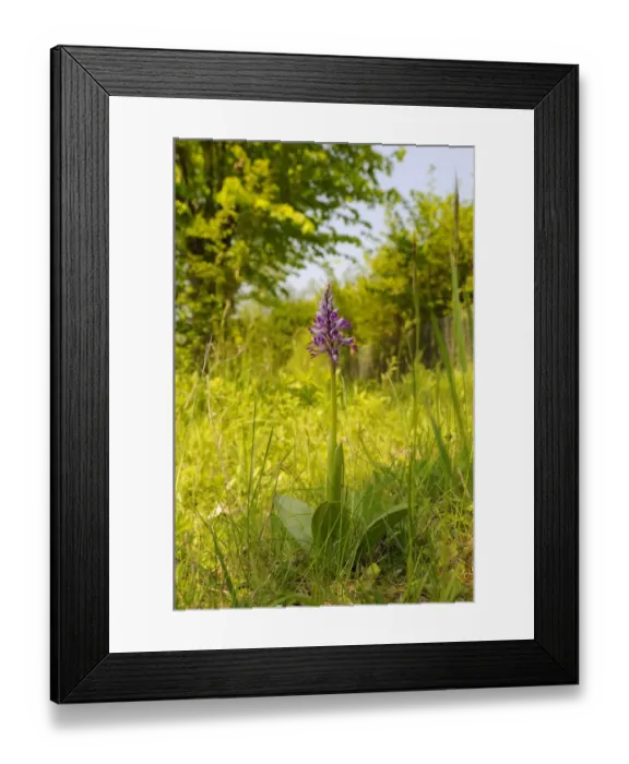 Framed Print : Military Orchid (Orchis militaris) flowering, Buckinghamshire, England, May Framed Print : Military Orchid (Orchis militaris) flowering, Buckinghamshire, England, May