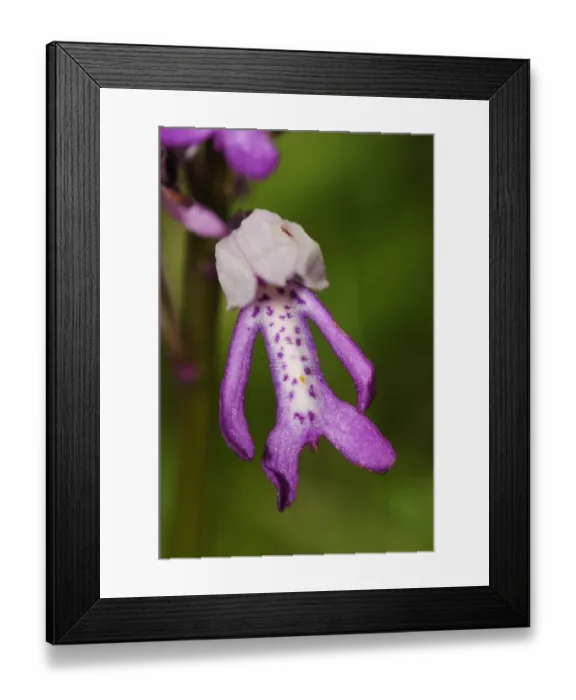 Framed Print : Military Orchid (Orchis militaris) close-up of flower, Buckinghamshire, England, May Framed Print : Military Orchid (Orchis militaris) close-up of flower, Buckinghamshire, England, May