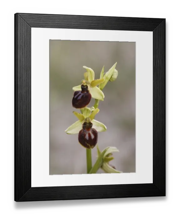 Framed Print : Early Spider Orchid (Ophrys sphegodes) flowering, Kent, England, May Framed Print : Early Spider Orchid (Ophrys sphegodes) flowering, Kent, England, May