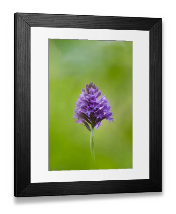 Framed Print : Pyramidal Orchid (Anacamptis pyramidalis) flowerspike, Kent, England, July Framed Print : Pyramidal Orchid (Anacamptis pyramidalis) flowerspike, Kent, England, July
