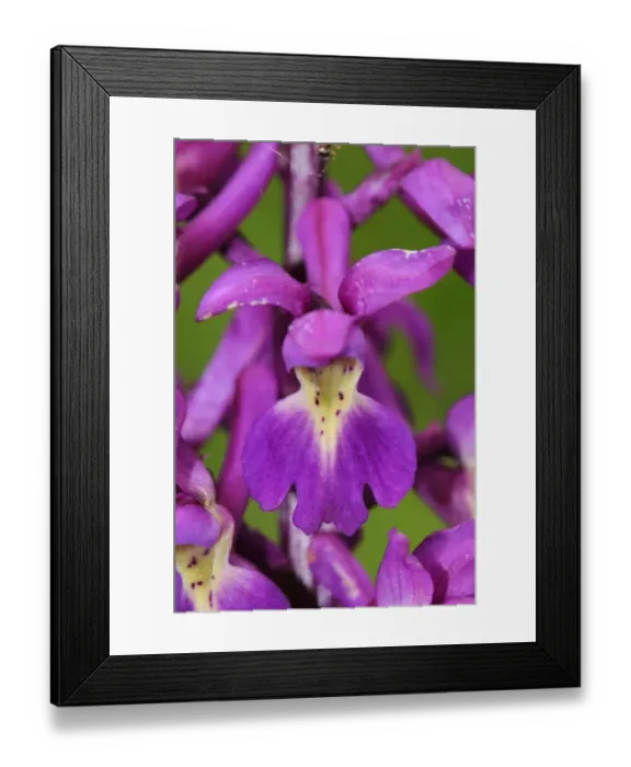 Framed Print : Early Purple Orchid (Orchis mascula) close-up of flowers, Devon, England, May