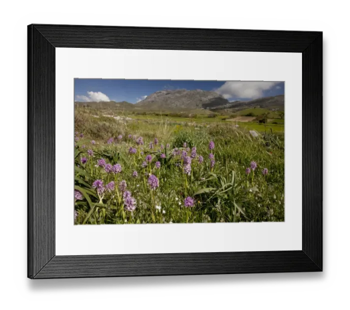Framed Print : Naked Man Orchid (Orchis italica) flowering, group growing in habitat, Gious Kambos Plateau, Central Crete, Greece Framed Print : Naked Man Orchid (Orchis italica) flowering, group growing in habitat, Gious Kambos Plateau, Central Crete, Greece