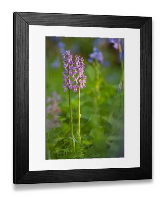 Framed Print : Early Purple Orchid (Orchis mascula) flowerspikes, Kent, England, May Framed Print : Early Purple Orchid (Orchis mascula) flowerspikes, Kent, England, May
