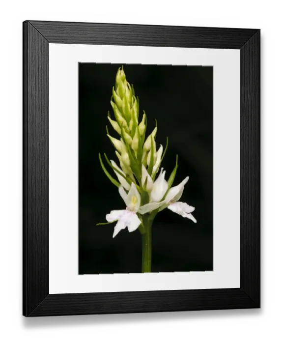 Framed Print : Common Spotted Orchid (Dactylorhiza fuchsii) close-up of flowerspike, Denge Wood, North Downs, Kent, England, June Framed Print : Common Spotted Orchid (Dactylorhiza fuchsii) close-up of flowerspike, Denge Wood, North Downs, Kent, England, June