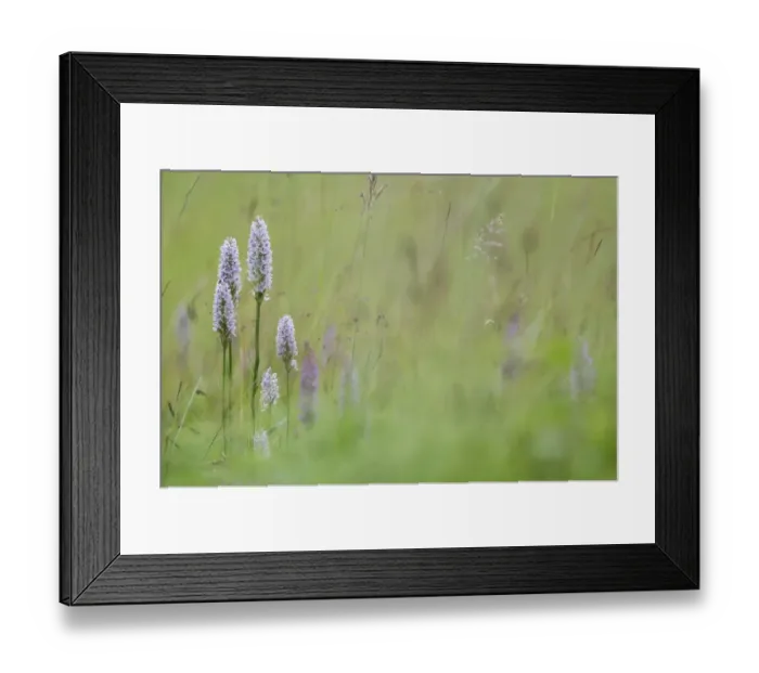 Framed Print : Common Spotted Orchid (Dactylorhiza fuchsii) flowerspikes, group growing on chalk grassland, Kent, England, July Framed Print : Common Spotted Orchid (Dactylorhiza fuchsii) flowerspikes, group growing on chalk grassland, Kent, England, July