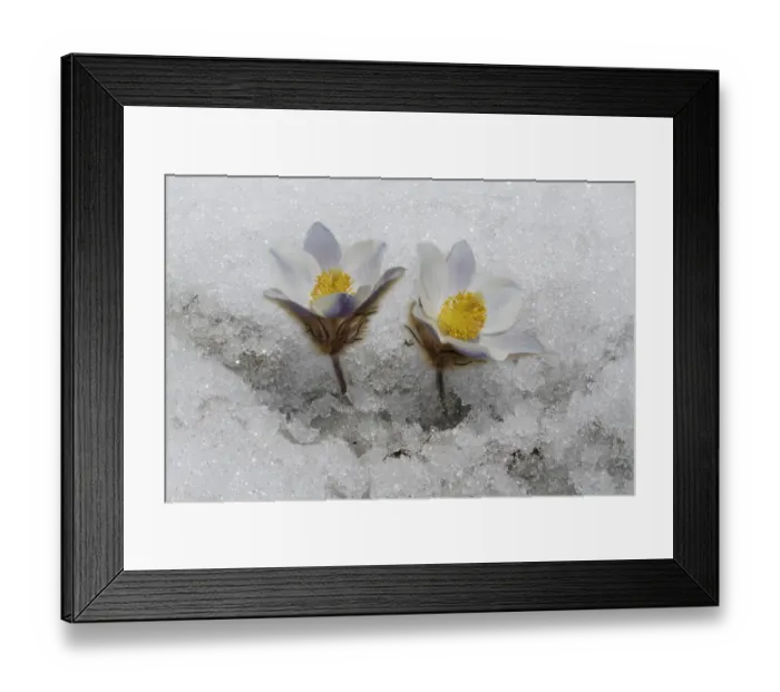 Framed Print : Spring Pasqueflower (Pulsatilla vernalis) flowering, emerging through snow on high mountain, Dolomites, Italian Alps Framed Print : Spring Pasqueflower (Pulsatilla vernalis) flowering, emerging through snow on high mountain, Dolomites, Italian Alps