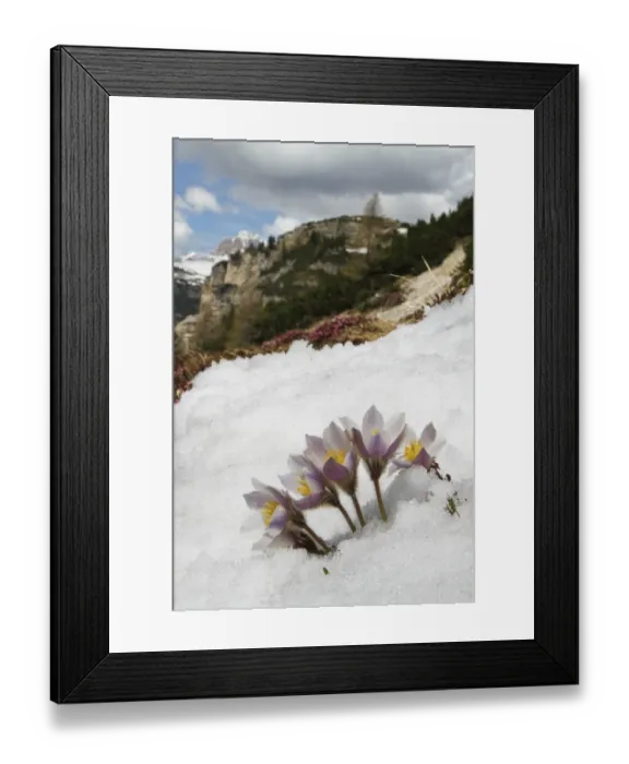 Framed Print : Spring Pasqueflower (Pulsatilla vernalis) flowering, emerging through snow on high mountain habitat, Dolomites Framed Print : Spring Pasqueflower (Pulsatilla vernalis) flowering, emerging through snow on high mountain habitat, Dolomites