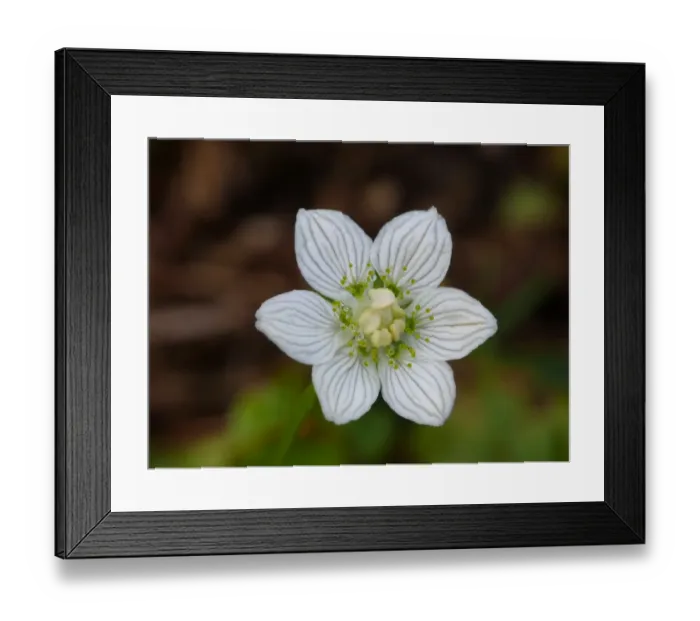 Framed Print : Grass of Parnassus (Parnassia palustris) close-up of flower, Italian Alps, Piedmont, Northern Italy, July Framed Print : Grass of Parnassus (Parnassia palustris) close-up of flower, Italian Alps, Piedmont, Northern Italy, July