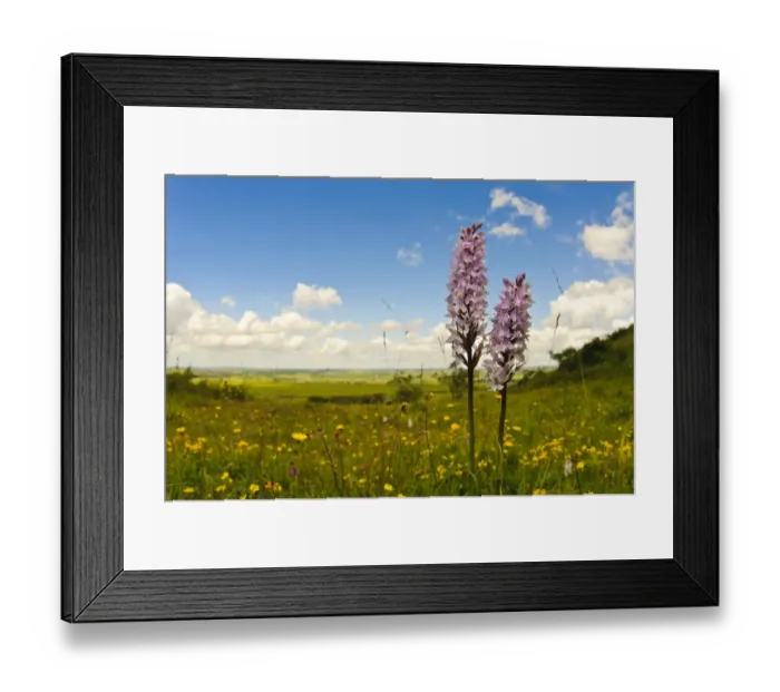 Framed Print : Common Spotted Orchid (Dactylorhiza fuchsii) two flowerspikes, growing in meadow on hill, Ivinghoe Beacon
