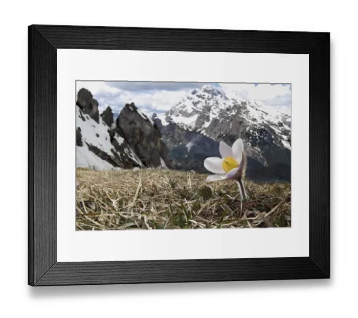 Framed Print : Spring Pasqueflower (Pulsatilla vernalis) flowering, growing on high mountain habitat, Dolomites, Italian Alps, Italy Framed Print : Spring Pasqueflower (Pulsatilla vernalis) flowering, growing on high mountain habitat, Dolomites, Italian Alps, Italy