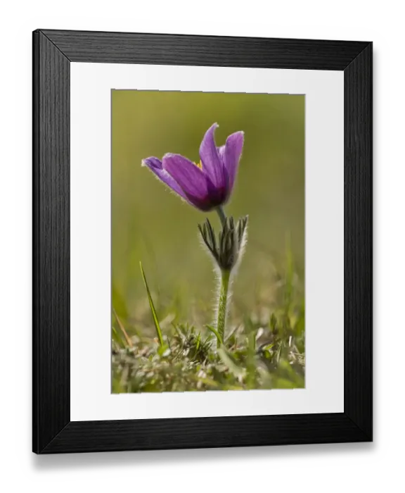 Framed Print : Pasqueflower (Pulsatilla vulgaris) flowering, growing in old limestone grassland, Cotswolds, England, May Framed Print : Pasqueflower (Pulsatilla vulgaris) flowering, growing in old limestone grassland, Cotswolds, England, May