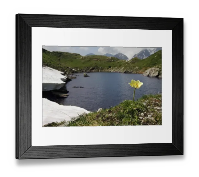 Framed Print : Yellow Alpine Pasqueflower (Pulsatilla alpina apiifolia) flowering, growing beside lake in mountain habitat Framed Print : Yellow Alpine Pasqueflower (Pulsatilla alpina apiifolia) flowering, growing beside lake in mountain habitat