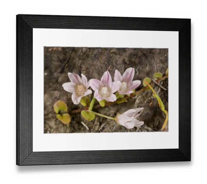 Framed Print : Bog Pimpernel (Anagallis tenella) close-up of flowers, growing on heathland, Dorset, England, July Framed Print : Bog Pimpernel (Anagallis tenella) close-up of flowers, growing on heathland, Dorset, England, July