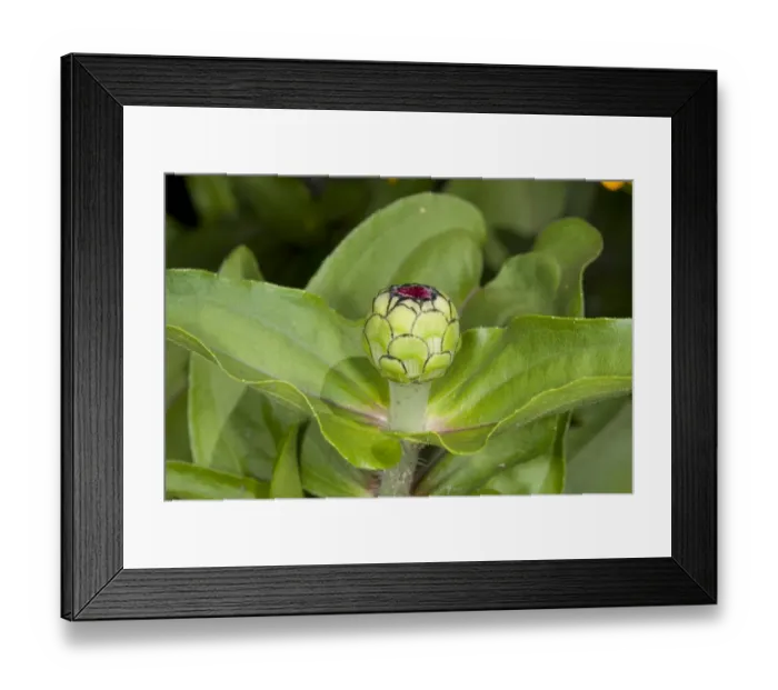 Framed Print : Zinnia (Zinnia elegans) close-up of flowerbud, in garden, Ottawa, Ontario, Canada, July Framed Print : Zinnia (Zinnia elegans) close-up of flowerbud, in garden, Ottawa, Ontario, Canada, July