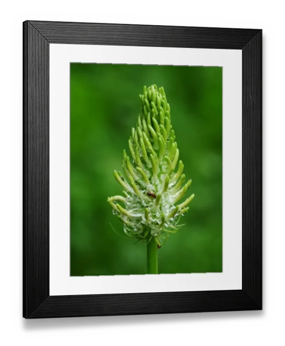 Framed Print : Spiked Rampion (Phyteuma spicatum) close-up of flowerspike, with Wood Ants (Formica sp. ) feeding on nectar, France Framed Print : Spiked Rampion (Phyteuma spicatum) close-up of flowerspike, with Wood Ants (Formica sp. ) feeding on nectar, France