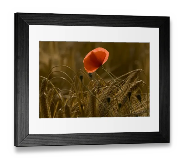 Framed Print : Corn Poppy (Papaver rhoeas) flowering, growing in barley field, in evening sunlight, Ranscombe Farm Nature Reserve Framed Print : Corn Poppy (Papaver rhoeas) flowering, growing in barley field, in evening sunlight, Ranscombe Farm Nature Reserve