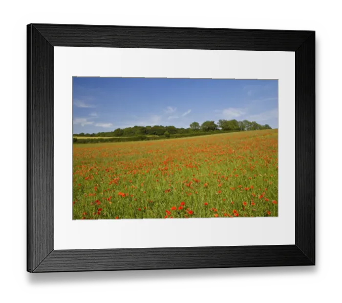 Framed Print : Corn Poppy (Papaver rhoeas) flowering mass, growing in recently sown grass ley, Bere Regis, Dorset, England, July
